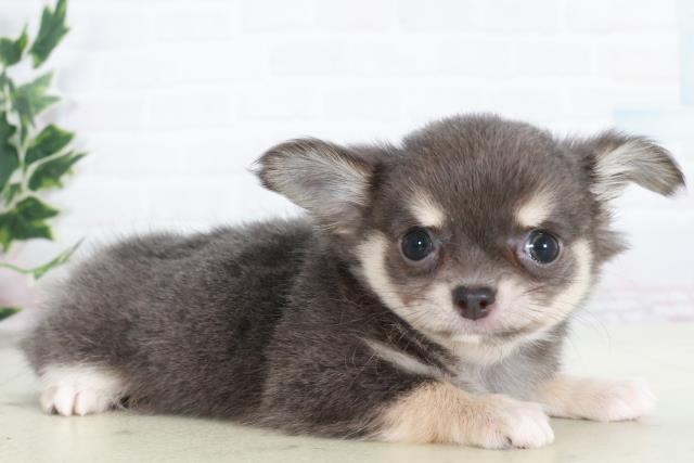 広島県のチワワ(ロング) (Coo&RIKUゆめタウン大竹店/2025年10月18日生まれ/女の子/ブルークリームホワイト)の子犬の2枚目の画像