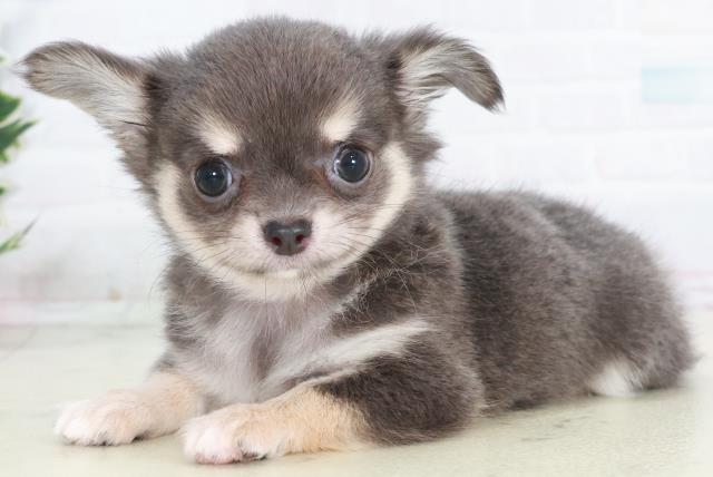 広島県のチワワ(ロング) (Coo&RIKUゆめタウン大竹店/2025年10月18日生まれ/女の子/ブルークリームホワイト)の子犬の3枚目の画像