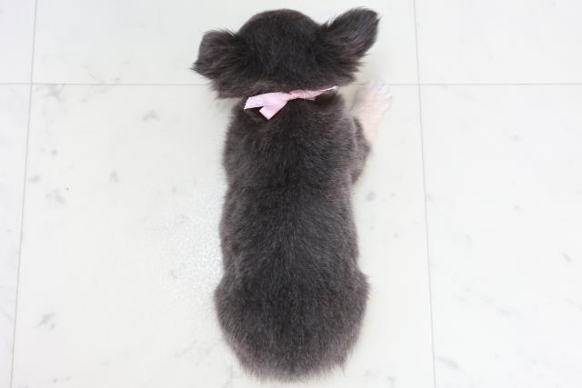 広島県のチワワ(ロング) (Coo&RIKUゆめタウン大竹店/2025年10月18日生まれ/女の子/ブルークリームホワイト)の子犬の4枚目の画像