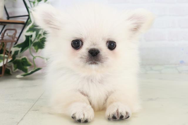 福岡県のチワペキ/ペキチー/ペキチワ(チワワ×ペキニーズ) (Coo&RIKUゆめタウン飯塚店/2025年10月19日生まれ/男の子/クリーム)の子犬の1枚目の画像