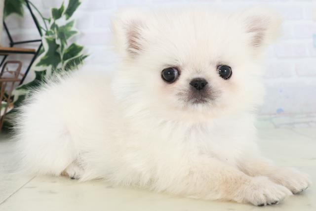 福岡県のチワペキ/ペキチー/ペキチワ(チワワ×ペキニーズ) (Coo&RIKUゆめタウン飯塚店/2025年10月19日生まれ/男の子/クリーム)の子犬の2枚目の画像