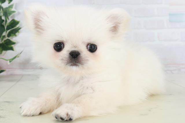 福岡県のチワペキ/ペキチー/ペキチワ(チワワ×ペキニーズ) (Coo&RIKUゆめタウン飯塚店/2025年10月19日生まれ/男の子/クリーム)の子犬の3枚目の画像