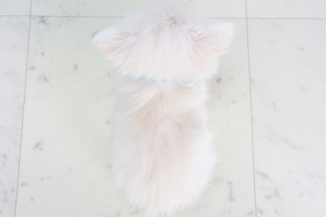 福岡県のチワペキ/ペキチー/ペキチワ(チワワ×ペキニーズ) (Coo&RIKUゆめタウン飯塚店/2025年10月19日生まれ/男の子/クリーム)の子犬の4枚目の画像