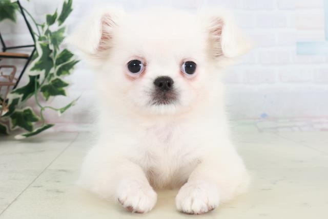 徳島県のチワペキ/ペキチー/ペキチワ(チワワ×ペキニーズ) (Coo&RIKU徳島店/2025年10月19日生まれ/女の子/クリーム)の子犬の1枚目の画像