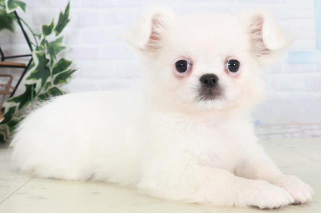 徳島県のチワペキ/ペキチー/ペキチワ(チワワ×ペキニーズ) (Coo&RIKU徳島店/2025年10月19日生まれ/女の子/クリーム)の子犬の2枚目の画像