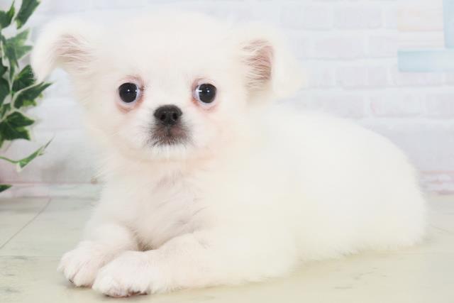 徳島県のチワペキ/ペキチー/ペキチワ(チワワ×ペキニーズ) (Coo&RIKU徳島店/2025年10月19日生まれ/女の子/クリーム)の子犬の3枚目の画像