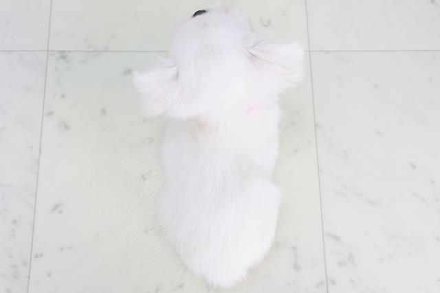 徳島県のチワペキ/ペキチー/ペキチワ(チワワ×ペキニーズ) (Coo&RIKU徳島店/2025年10月19日生まれ/女の子/クリーム)の子犬の4枚目の画像