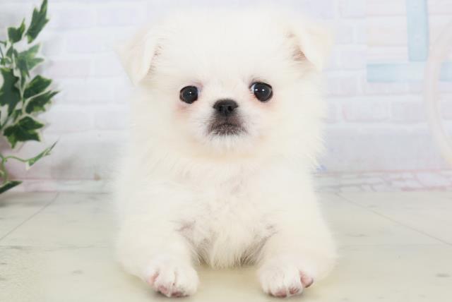 佐賀県のチワペキ/ペキチー/ペキチワ(チワワ×ペキニーズ) (Coo&RIKU佐賀神埼店/2025年10月19日生まれ/女の子/クリーム)の子犬の1枚目の画像