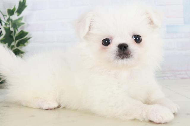 佐賀県のチワペキ/ペキチー/ペキチワ(チワワ×ペキニーズ) (Coo&RIKU佐賀神埼店/2025年10月19日生まれ/女の子/クリーム)の子犬の2枚目の画像