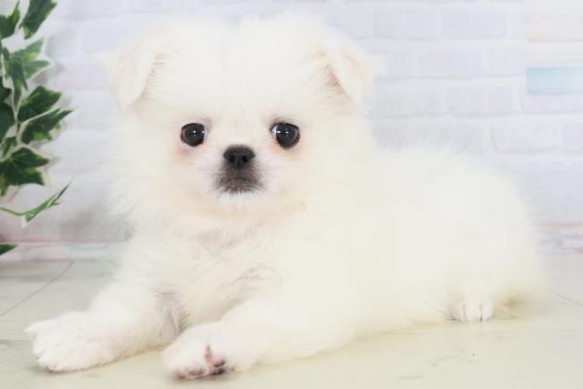 佐賀県のチワペキ/ペキチー/ペキチワ(チワワ×ペキニーズ) (Coo&RIKU佐賀神埼店/2025年10月19日生まれ/女の子/クリーム)の子犬の3枚目の画像