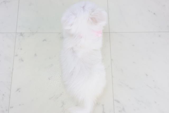 佐賀県のチワペキ/ペキチー/ペキチワ(チワワ×ペキニーズ) (Coo&RIKU佐賀神埼店/2025年10月19日生まれ/女の子/クリーム)の子犬の4枚目の画像