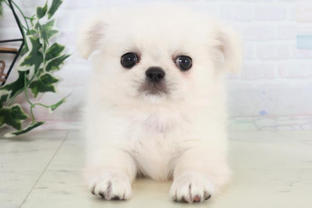 福岡県のチワペキ/ペキチー/ペキチワ(チワワ×ペキニーズ) (Coo&RIKUフォレストシティ春日店/2025年10月19日生まれ/女の子/クリーム)の子犬の1枚目の画像
