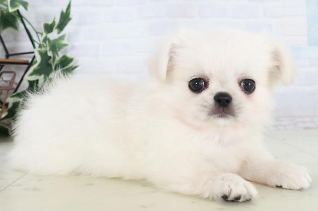 福岡県のチワペキ/ペキチー/ペキチワ(チワワ×ペキニーズ) (Coo&RIKUフォレストシティ春日店/2025年10月19日生まれ/女の子/クリーム)の子犬の2枚目の画像