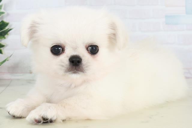 福岡県のチワペキ/ペキチー/ペキチワ(チワワ×ペキニーズ) (Coo&RIKUフォレストシティ春日店/2025年10月19日生まれ/女の子/クリーム)の子犬の3枚目の画像