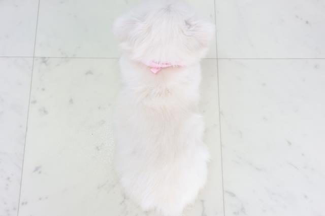 福岡県のチワペキ/ペキチー/ペキチワ(チワワ×ペキニーズ) (Coo&RIKUフォレストシティ春日店/2025年10月19日生まれ/女の子/クリーム)の子犬の4枚目の画像