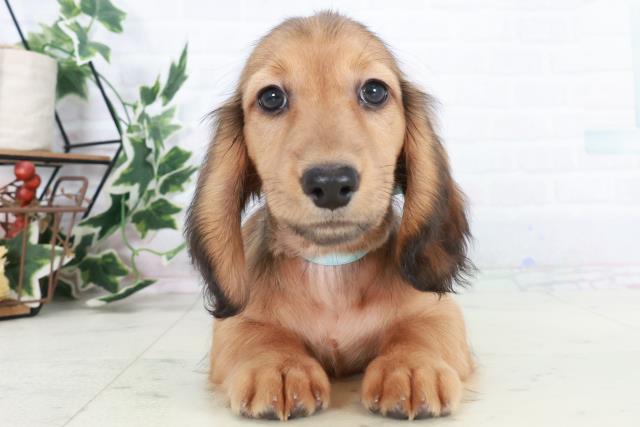 広島県のミニチュアダックスフンド(ロング) (Coo&RIKU広島中央店/2025年10月11日生まれ/男の子/ブラックタン)の子犬の1枚目の画像