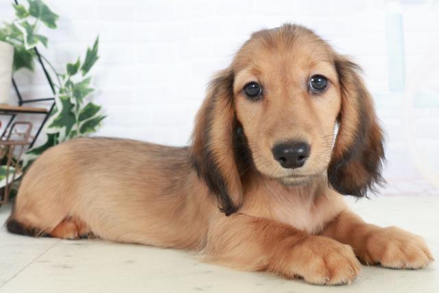 広島県のミニチュアダックスフンド(ロング) (Coo&RIKU広島中央店/2025年10月11日生まれ/男の子/ブラックタン)の子犬の2枚目の画像