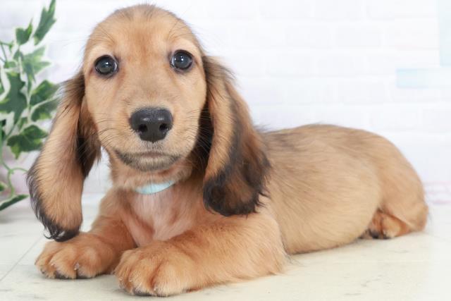 広島県のミニチュアダックスフンド(ロング) (Coo&RIKU広島中央店/2025年10月11日生まれ/男の子/ブラックタン)の子犬の3枚目の画像