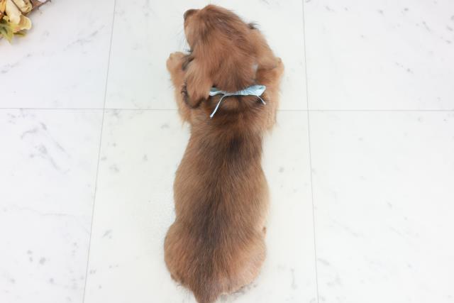 広島県のミニチュアダックスフンド(ロング) (Coo&RIKU広島中央店/2025年10月11日生まれ/男の子/ブラックタン)の子犬の4枚目の画像