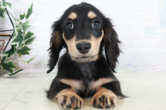 広島県のミニチュアダックスフンド(ロング) (Coo&RIKUゆめタウン大竹店/2025年10月11日生まれ/男の子/ブラックタン)の子犬の1枚目の画像