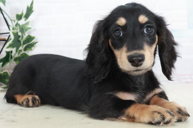 広島県のミニチュアダックスフンド(ロング) (Coo&RIKUゆめタウン大竹店/2025年10月11日生まれ/男の子/ブラックタン)の子犬の2枚目の画像