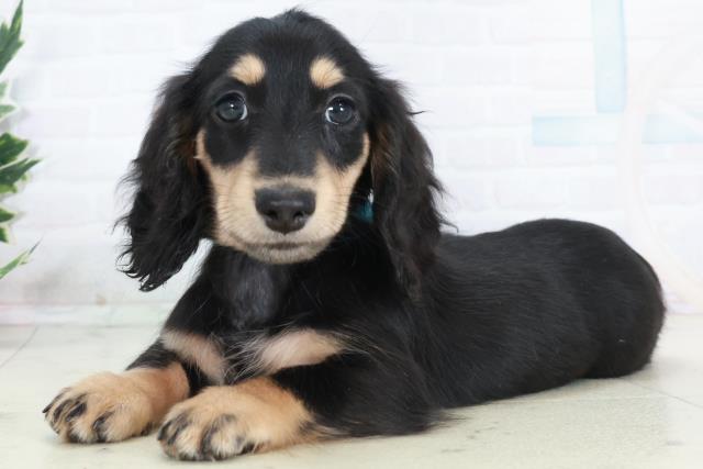 広島県のミニチュアダックスフンド(ロング) (Coo&RIKUゆめタウン大竹店/2025年10月11日生まれ/男の子/ブラックタン)の子犬の3枚目の画像