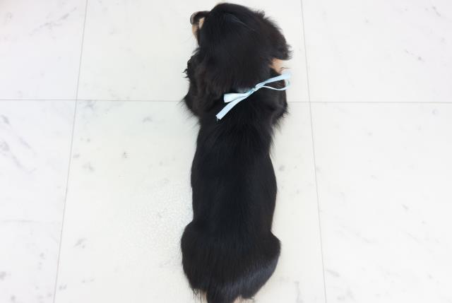 広島県のミニチュアダックスフンド(ロング) (Coo&RIKUゆめタウン大竹店/2025年10月11日生まれ/男の子/ブラックタン)の子犬の4枚目の画像