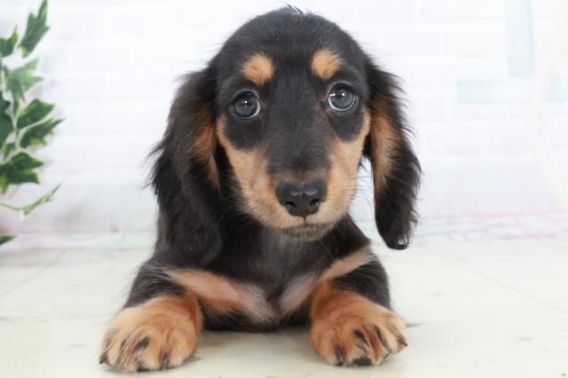 山口県のミニチュアダックスフンド(ロング) (Coo&RIKUサンパークあじす店/2025年10月11日生まれ/男の子/ブラックタン)の子犬の1枚目の画像