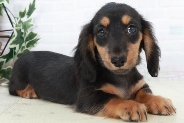 山口県のミニチュアダックスフンド(ロング) (Coo&RIKUサンパークあじす店/2025年10月11日生まれ/男の子/ブラックタン)の子犬の2枚目の画像