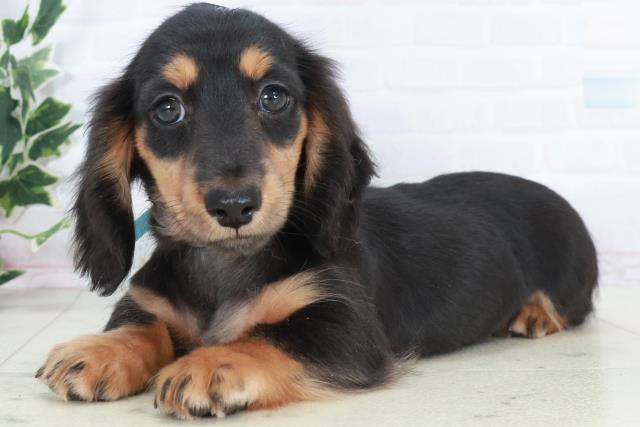 山口県のミニチュアダックスフンド(ロング) (Coo&RIKUサンパークあじす店/2025年10月11日生まれ/男の子/ブラックタン)の子犬の3枚目の画像