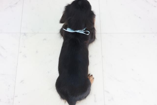 山口県のミニチュアダックスフンド(ロング) (Coo&RIKUサンパークあじす店/2025年10月11日生まれ/男の子/ブラックタン)の子犬の4枚目の画像