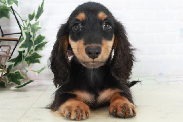 愛媛県のミニチュアダックスフンド(ロング) (Coo&RIKU愛媛松山店/2025年10月11日生まれ/女の子/ブラックタン)の子犬