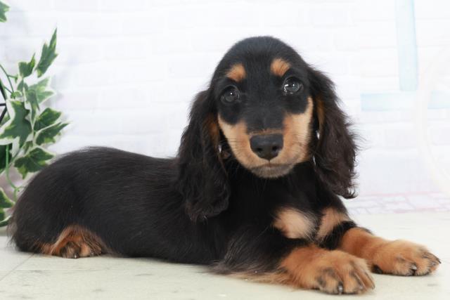 愛媛県のミニチュアダックスフンド(ロング) (Coo&RIKU愛媛松山店/2025年10月11日生まれ/女の子/ブラックタン)の子犬の2枚目の画像