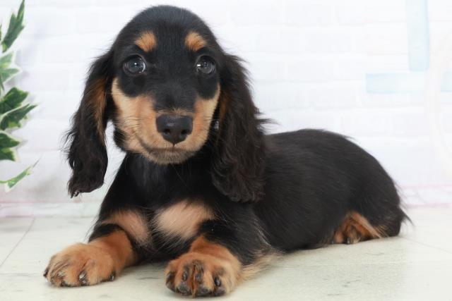 愛媛県のミニチュアダックスフンド(ロング) (Coo&RIKU愛媛松山店/2025年10月11日生まれ/女の子/ブラックタン)の子犬の3枚目の画像