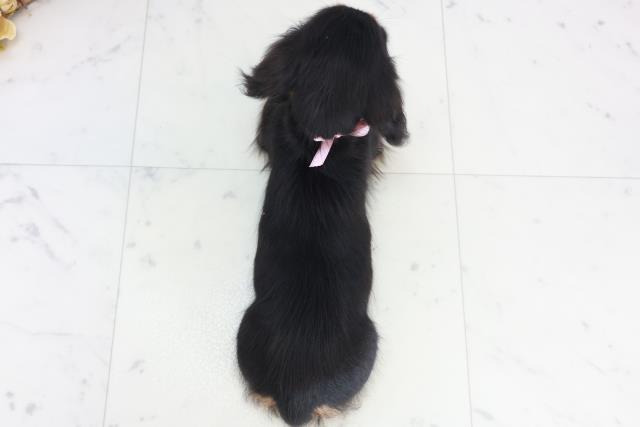 愛媛県のミニチュアダックスフンド(ロング) (Coo&RIKU愛媛松山店/2025年10月11日生まれ/女の子/ブラックタン)の子犬の4枚目の画像