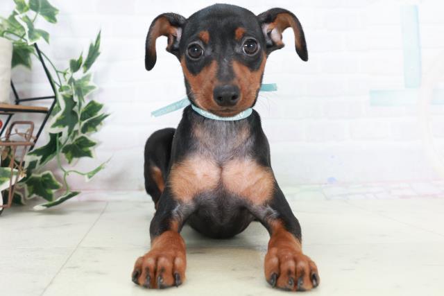 ミニチュア・ピンシャー