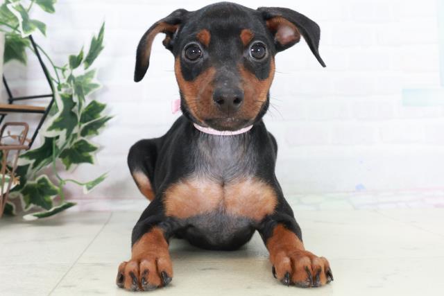 愛媛県のミニチュアピンシャー (Coo&RIKU愛媛松山店/2025年10月11日生まれ/女の子/ブラックタン)の子犬