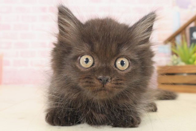 佐賀県のミヌエット (Coo&RIKU佐賀神埼店/2025年10月13日生まれ/男の子/ブラック)の子猫の1枚目の画像