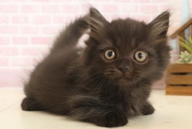 佐賀県のミヌエット (Coo&RIKU佐賀神埼店/2025年10月13日生まれ/男の子/ブラック)の子猫の2枚目の画像