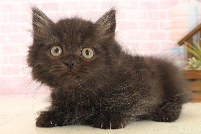 佐賀県のミヌエット (Coo&RIKU佐賀神埼店/2025年10月13日生まれ/男の子/ブラック)の子猫の3枚目の画像