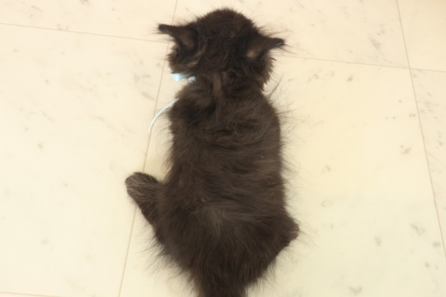 佐賀県のミヌエット (Coo&RIKU佐賀神埼店/2025年10月13日生まれ/男の子/ブラック)の子猫の4枚目の画像