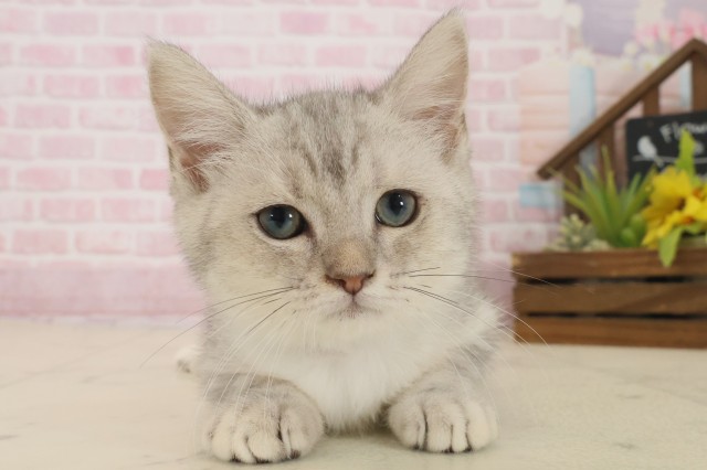 広島県のマンチカン (Coo&RIKU東広島店/2025年9月9日生まれ/男の子/シルバータビー)の子猫の1枚目の画像