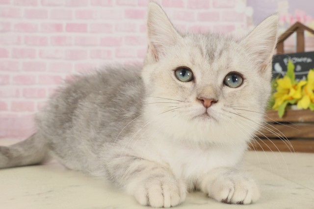 広島県のマンチカン (Coo&RIKU東広島店/2025年9月9日生まれ/男の子/シルバータビー)の子猫の2枚目の画像