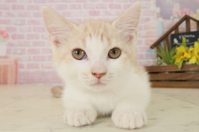 鳥取県のスコティッシュフォールド (Coo&RIKUラ・ムー鳥取東店/2025年10月2日生まれ/男の子/レッドタビーホワイト)の子猫の1枚目の画像