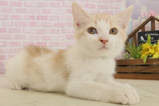 鳥取県のスコティッシュフォールド (Coo&RIKUラ・ムー鳥取東店/2025年10月2日生まれ/男の子/レッドタビーホワイト)の子猫の2枚目の画像