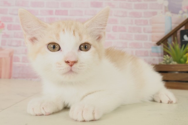 鳥取県のスコティッシュフォールド (Coo&RIKUラ・ムー鳥取東店/2025年10月2日生まれ/男の子/レッドタビーホワイト)の子猫の3枚目の画像