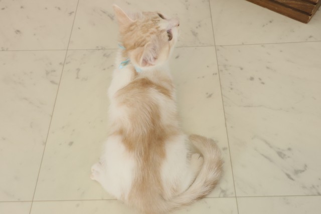 鳥取県のスコティッシュフォールド (Coo&RIKUラ・ムー鳥取東店/2025年10月2日生まれ/男の子/レッドタビーホワイト)の子猫の4枚目の画像