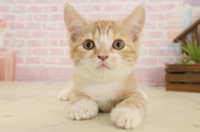 愛媛県のスコティッシュフォールド (Coo&RIKU愛媛松山店/2025年10月2日生まれ/男の子/レッドタビーホワイト)の子猫