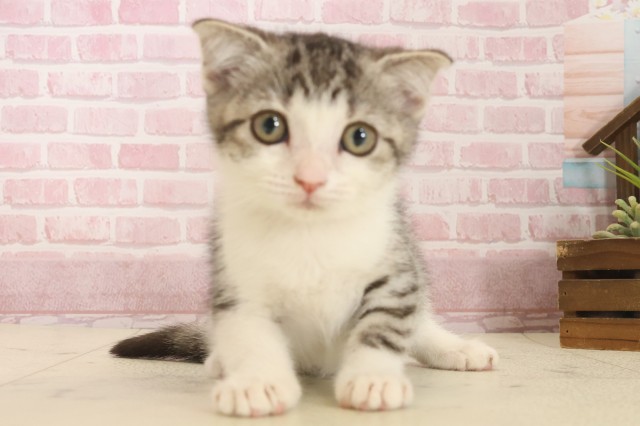 香川県のスコティッシュフォールド (Coo&RIKU高松上福岡店/2025年10月2日生まれ/女の子/シルバータビーホワイト)の子猫の1枚目の画像