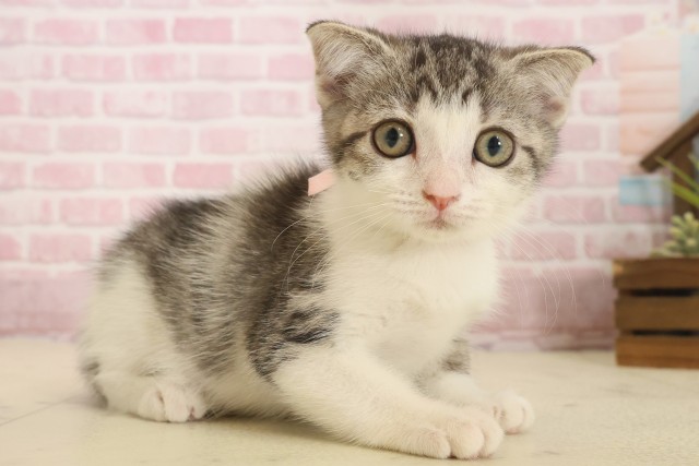 香川県のスコティッシュフォールド (Coo&RIKU高松上福岡店/2025年10月2日生まれ/女の子/シルバータビーホワイト)の子猫の2枚目の画像